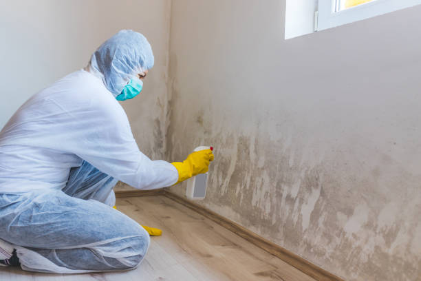 Licensed Mold Cleanup service in Mill Hall, PA - WQB Mold Removal
